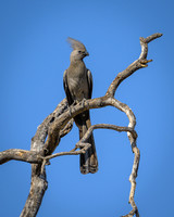 Go-away-bird-2025_06_29-1628