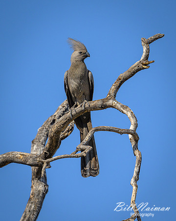 Go-away-bird-2025_06_29-1628