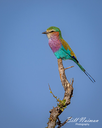 Lilac-breasted Roller-2025_06_28-0877