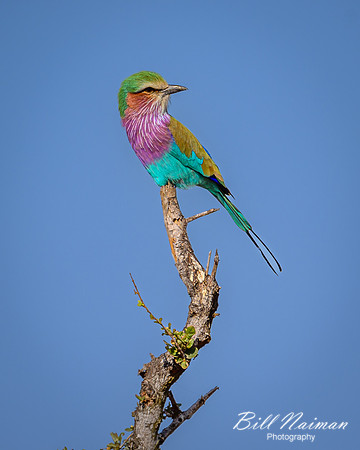 Lilac-breasted Roller-2025_06_28-0879