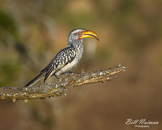Red-billed Hornbill-2025_06_26-0114