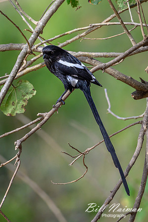 Magpie Shrike-2025_06_28-0754
