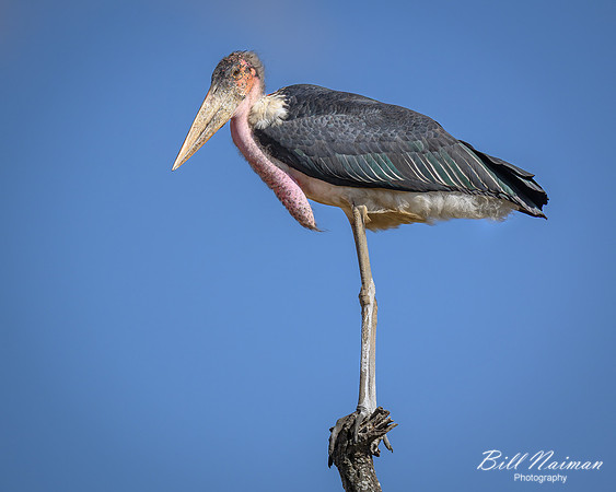 Marabou Stork-2025_06_27-9776