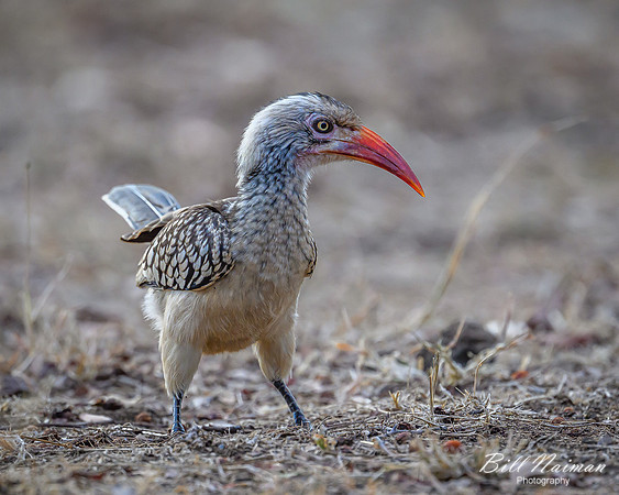 Red-billed Hornbill-2025_06_28-0931