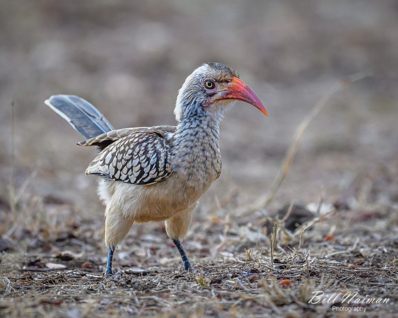 Red-billed Hornbill-2025_06_28-0936