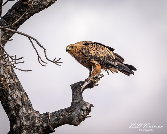Tawny Eagle-2025_06_27-9677