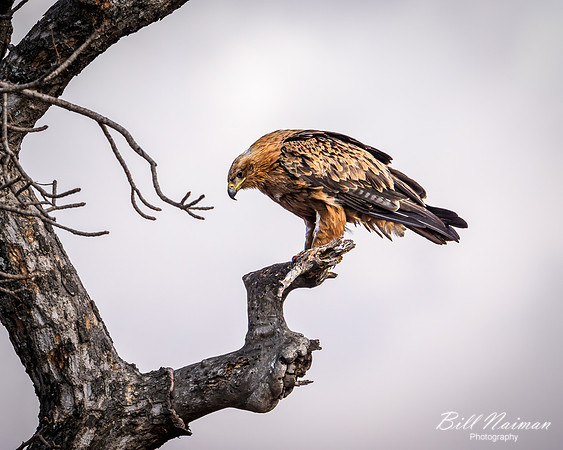 Tawny Eagle-2025_06_27-9676