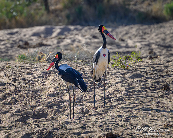 Saddle-billed Stork-2025_06_26-0538