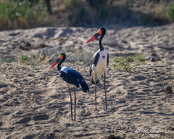 Saddle-billed Stork-2025_06_26-0536