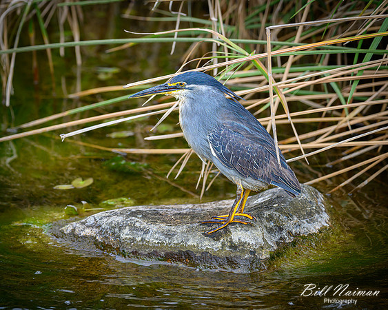 Striated Heron-2025_06_28-1140