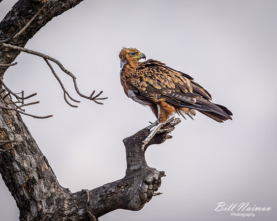 Tawny Eagle-2025_06_27-9678