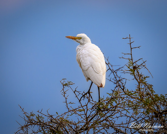 Yellow-billed Egret-2025_07_04-2555