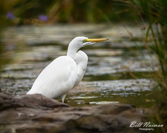 Yellow-billed Egret-2025_06_28-0864