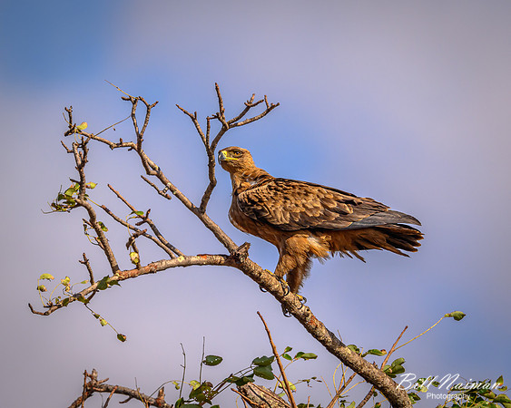 Tawny Eagle-2025_06_27-9693