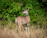 Greater Kudu Female-2025_06_28-1041