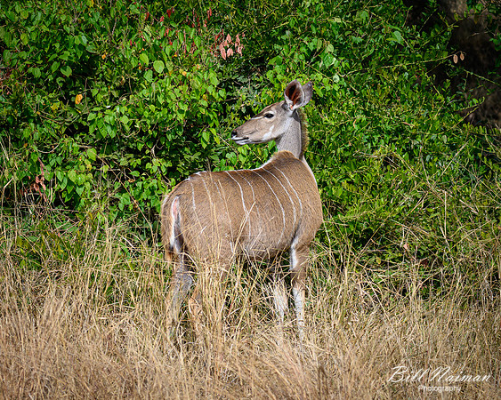 Greater Kudu Female-2025_06_28-1041