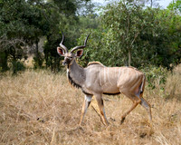 Greater Kudu-2025_06_28-1048