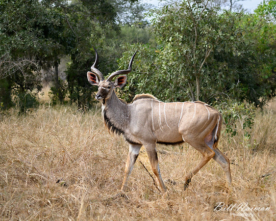 Greater Kudu-2025_06_28-1048
