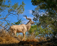 Greater Kudu Male-2025_06_27-0689