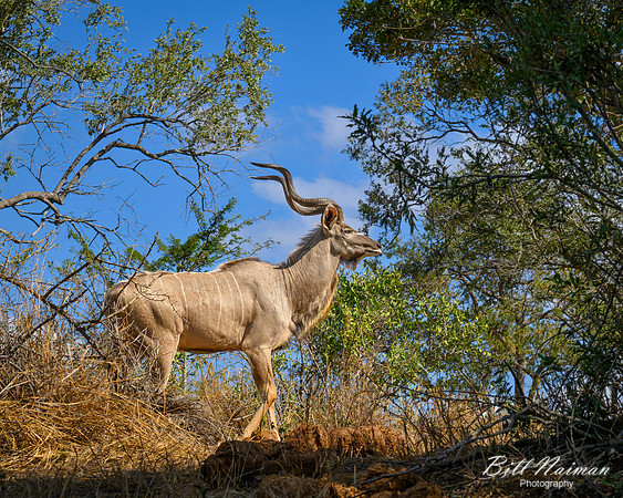 Greater Kudu Male-2025_06_27-0689