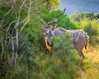 Greater Kudu Male-2025_07_03-1726