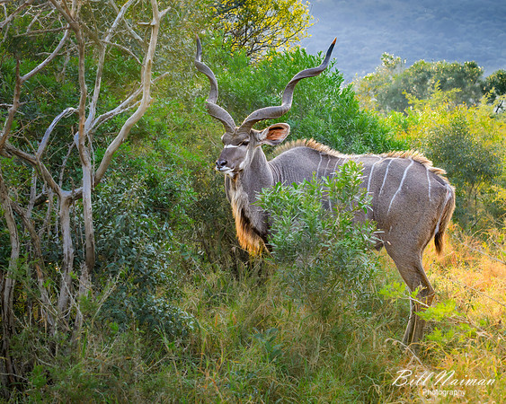 Greater Kudu Male-2025_07_03-1726