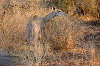 Greater Kudu Female-2025_06_26-9550