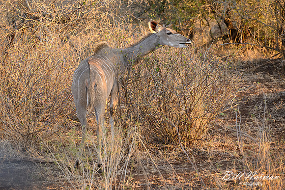 Greater Kudu Female-2025_06_26-9550