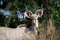 Greater Kudu-2025_06_28-1118