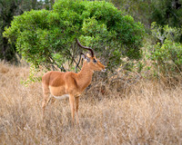 Impala-2025_06_28-0958