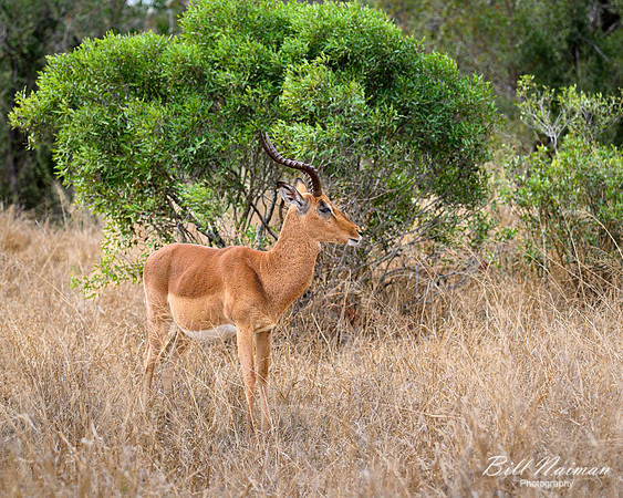 Impala-2025_06_28-0958