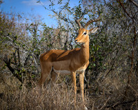 Impala-2025_06_28-1181