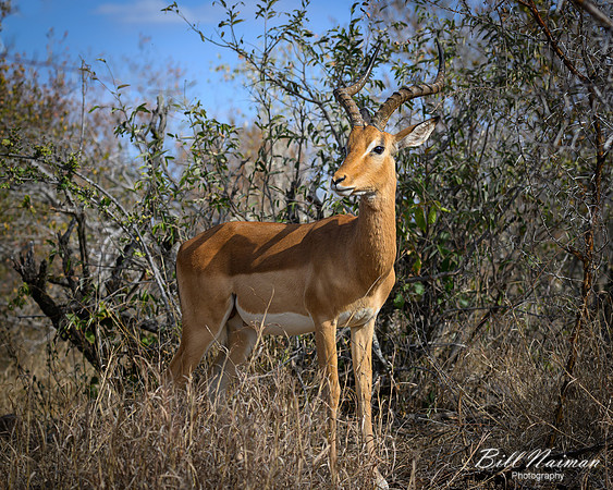 Impala-2025_06_28-1181
