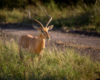 Impala-2025_07_02-2371