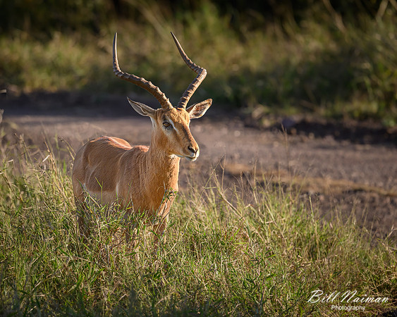 Impala-2025_07_02-2371