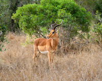 Impala-2025_06_28-0964