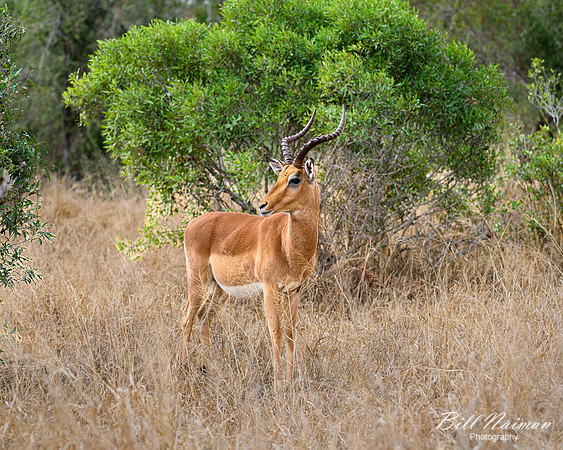 Impala-2025_06_28-0964