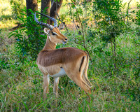 Impala-2025_07_03-1711