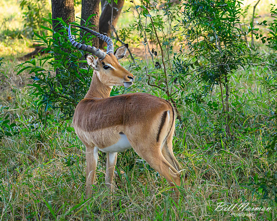 Impala-2025_07_03-1711