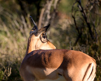 Impala-2025_07_04-2633