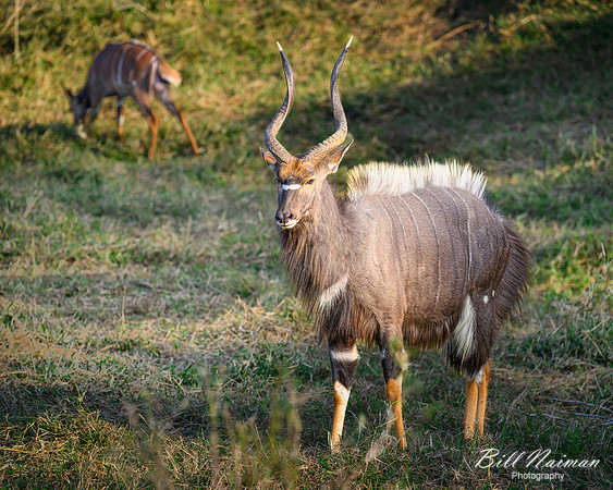 Nyala-2025_07_03-1748
