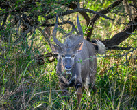 Nyala-2025_07_01-1747