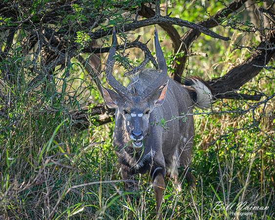 Nyala-2025_07_01-1747