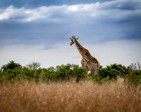 Animals of South Africa