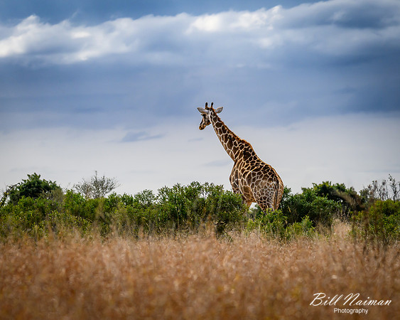 Giraffe-2025_06_28-1022