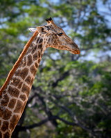 Giraffe-2025_06_26-0488