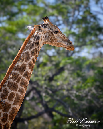 Giraffe-2025_06_26-0488