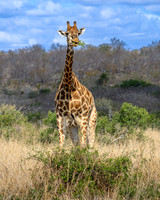 Giraffe-2025_06_27-0674