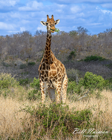 Giraffe-2025_06_27-0674