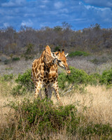 Giraffe-2025_06_27-0669